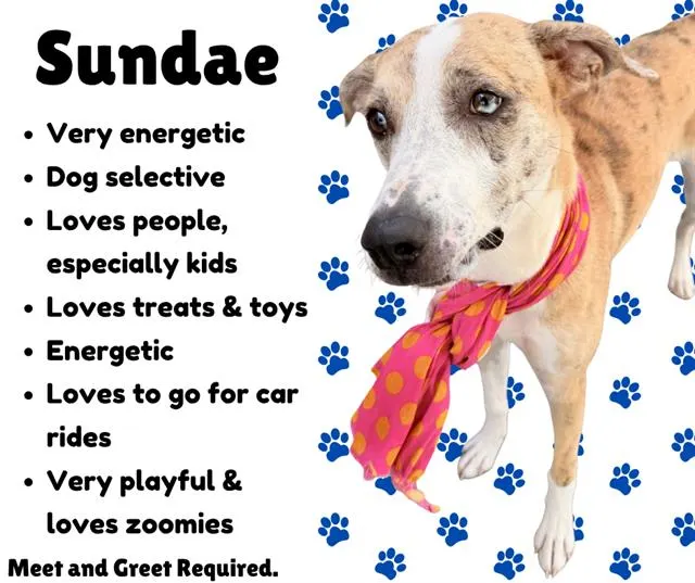 Sundae