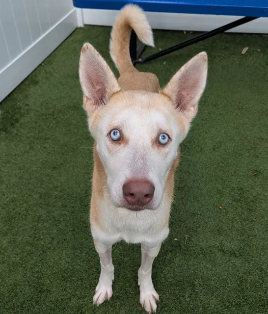 Tinkerbell