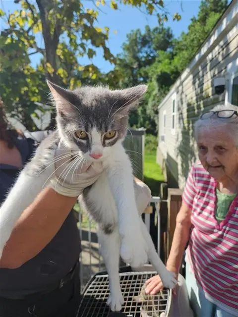 Adoptable Cat
