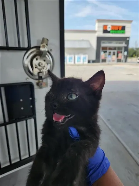 Adoptable Cat