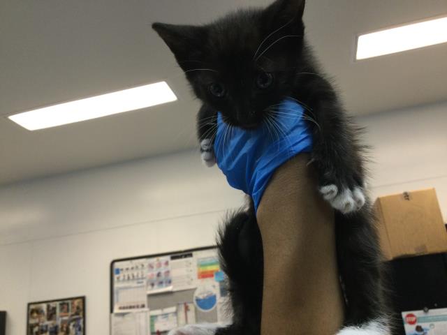 Adoptable Cat