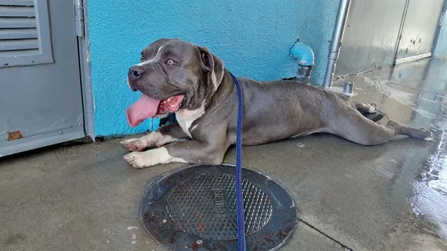 Caesar