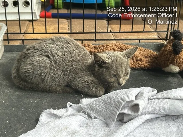 Adoptable Cat