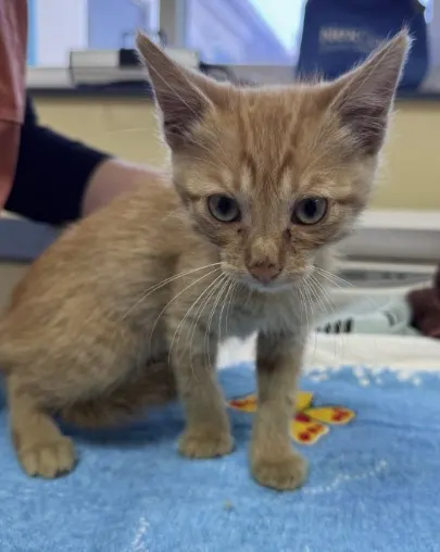 Adoptable Cat