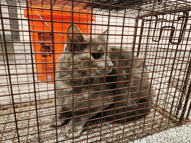 Adoptable Cat