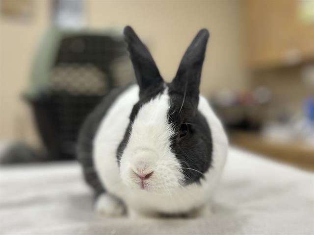 Flopsy