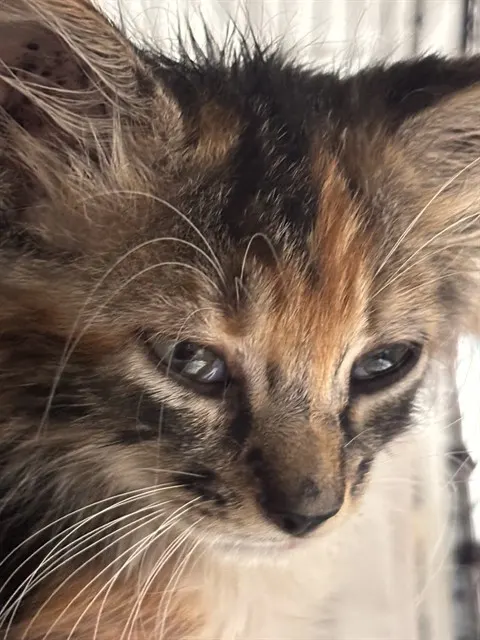 Willow