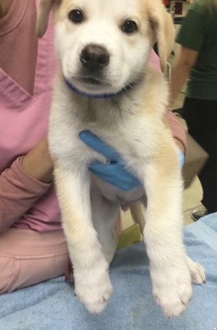 Adoptable Dog