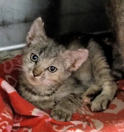 Adoptable Cat