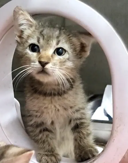 Adoptable Cat
