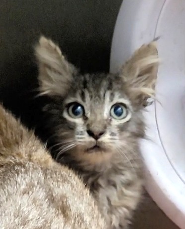 Adoptable Cat