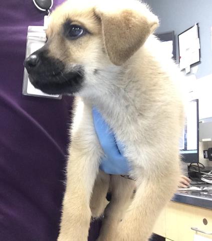 Adoptable Dog