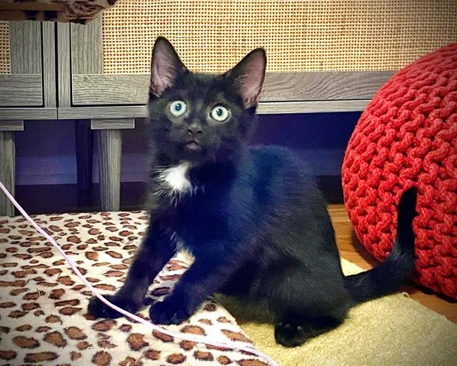 Evie