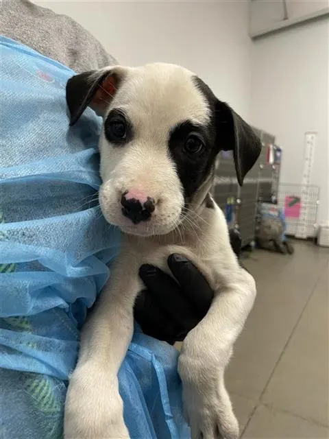 Adoptable Dog