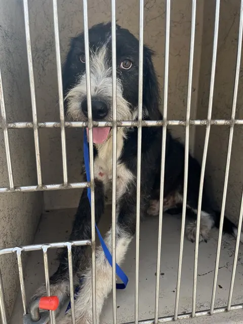 Adoptable Dog