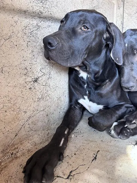 Adoptable Dog