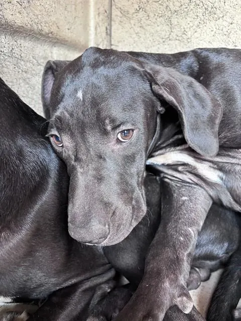 Adoptable Dog