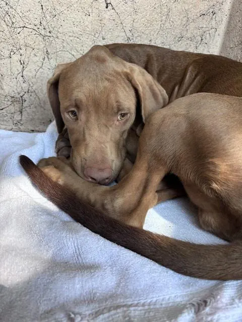 Adoptable Dog