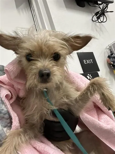 Adoptable Dog