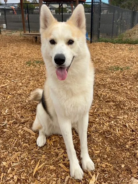 Kenai*