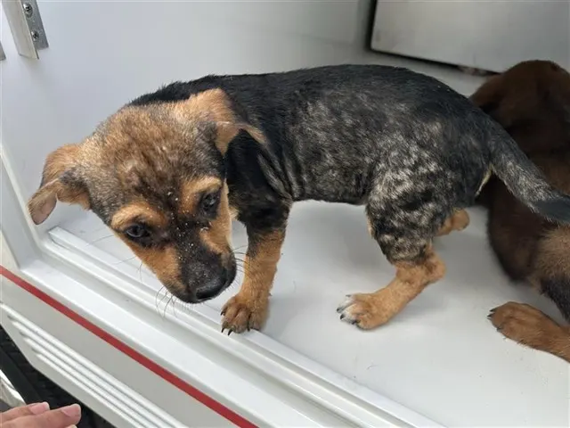 Adoptable Dog