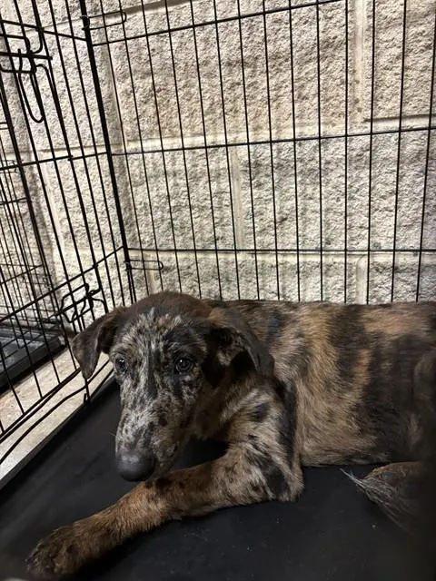 Chulo