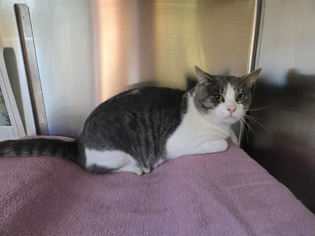 Adoptable Cat