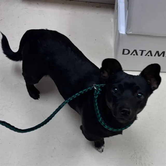 Adoptable Dog