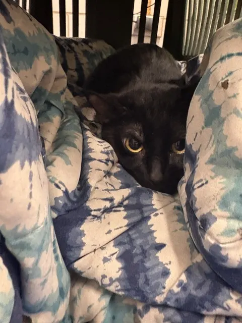 Pancake