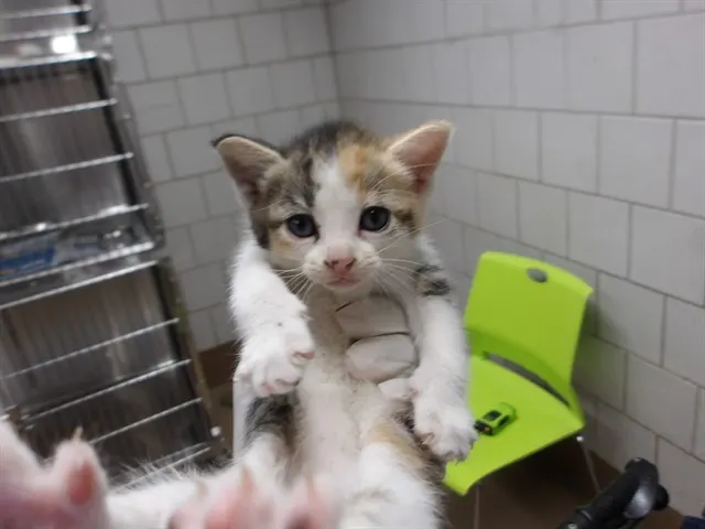 Adoptable Cat