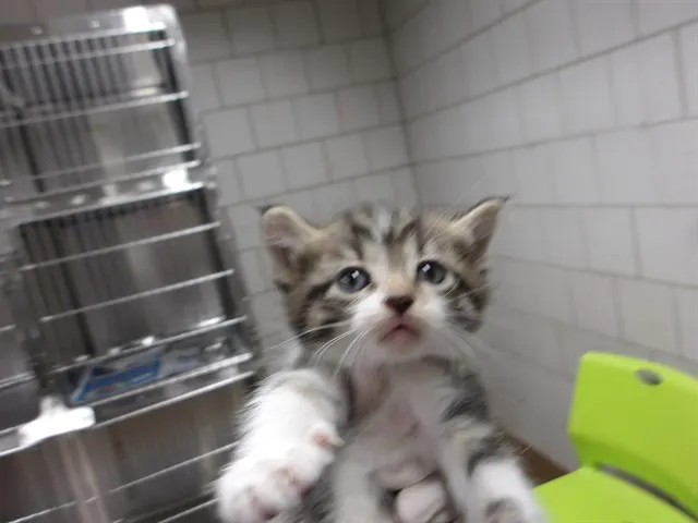 Adoptable Cat