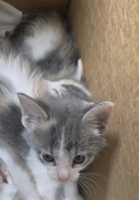 Adoptable Cat