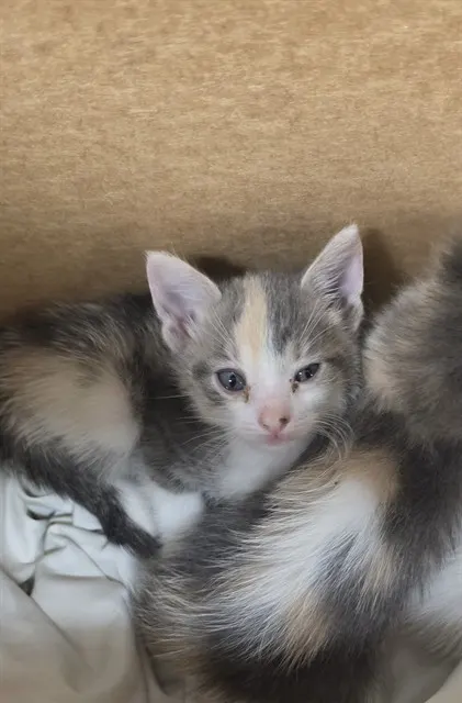 Adoptable Cat
