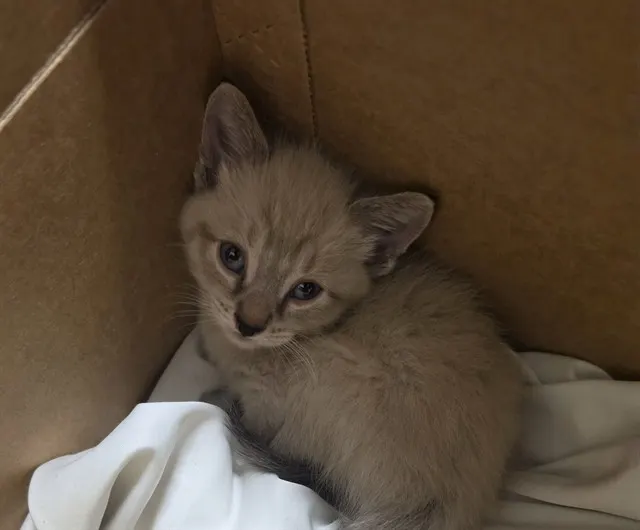 Adoptable Cat