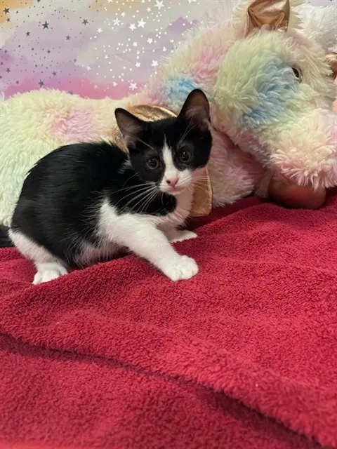 Adoptable Cat