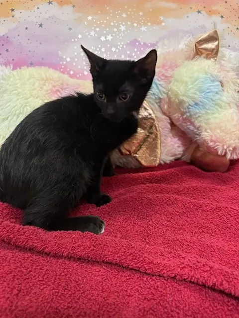 Adoptable Cat