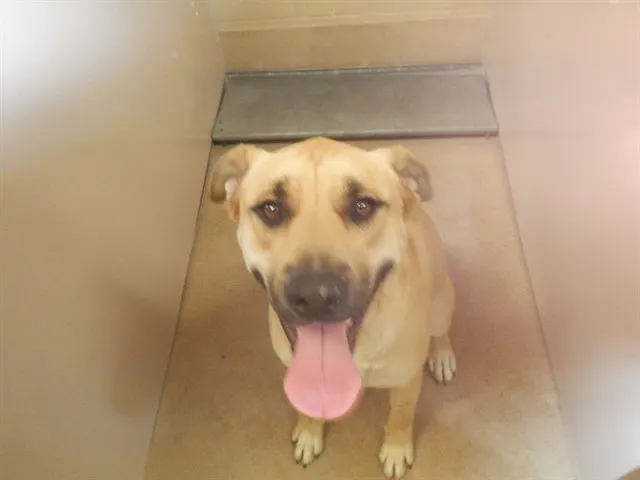 Lucy
