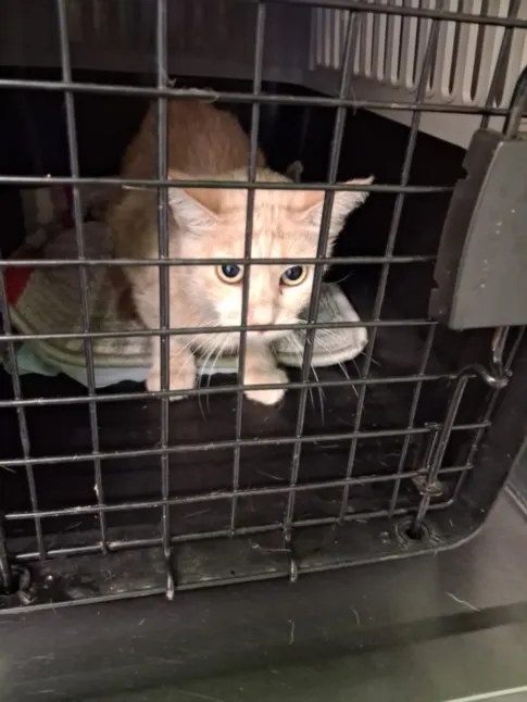 Adoptable Cat