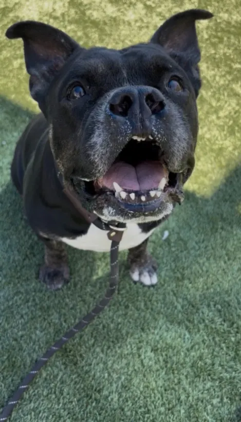 Frankie