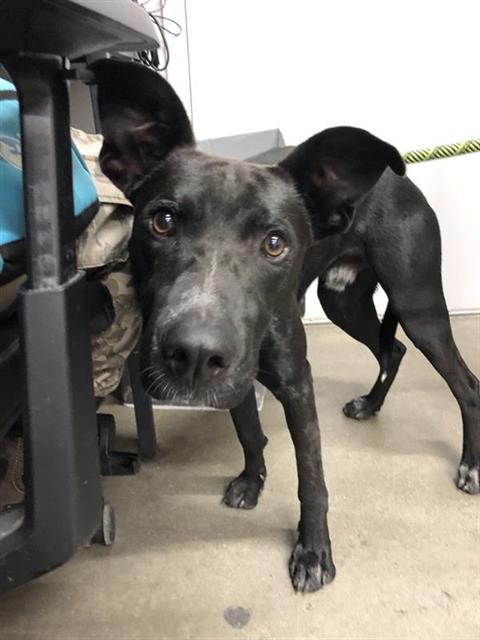 Adoptable Dog