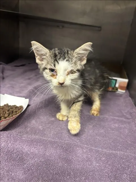 Adoptable Cat
