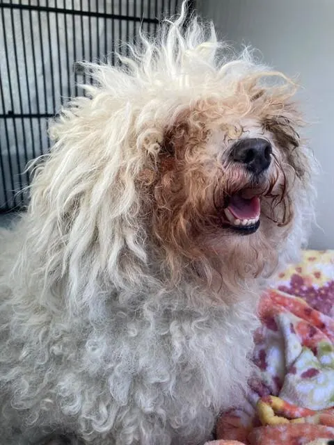 Adoptable Dog