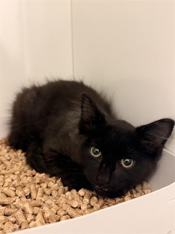 Perseus