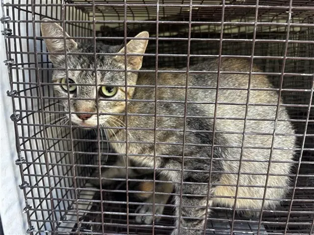 Adoptable Cat