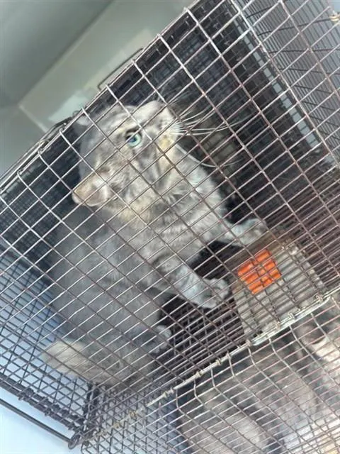 Adoptable Cat