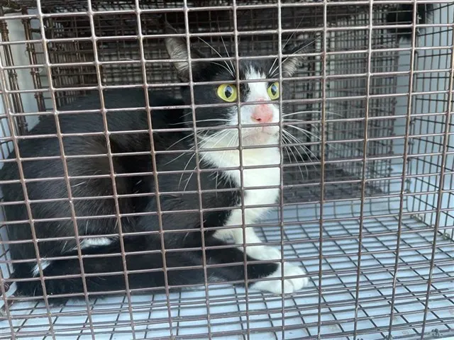 Adoptable Cat