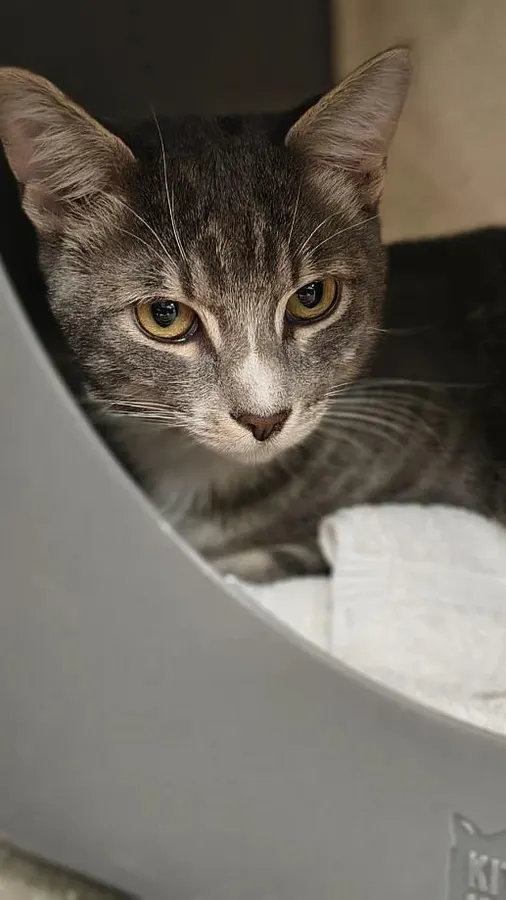 Simon