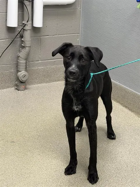 *Chicken Noodle Soup