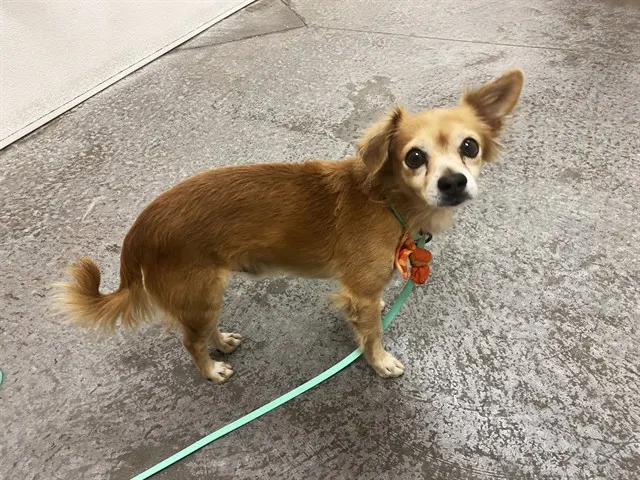 Teriyaki