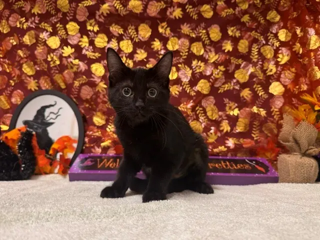 Bri